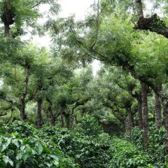 Coffee Plantation Guatemala