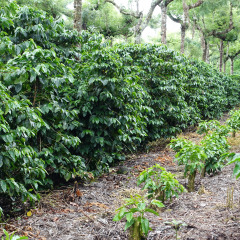 Coffee plantation scenery