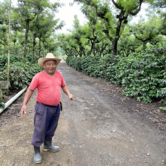 Coffee farmer, Luis