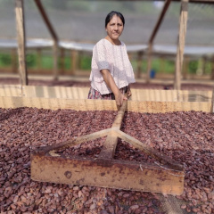 Cacao Artisan Gloria, Guatemala
