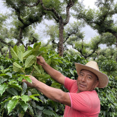 Coffee farmer Luis, in his element