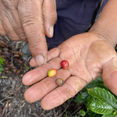 Coffee cherries/seeds